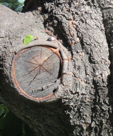 Demystifying tree pruning