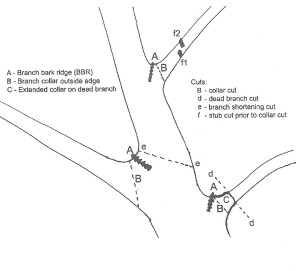 Tree pruning diagram