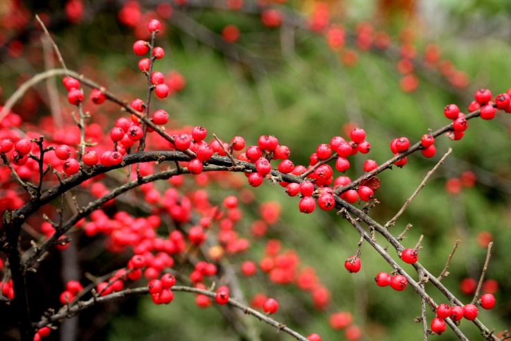 Cotoneaster berries