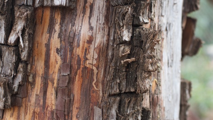 Damaged tree bark