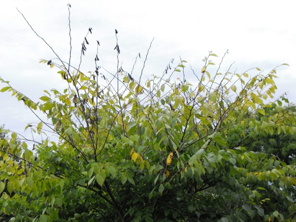 Dutch elm diseased tree