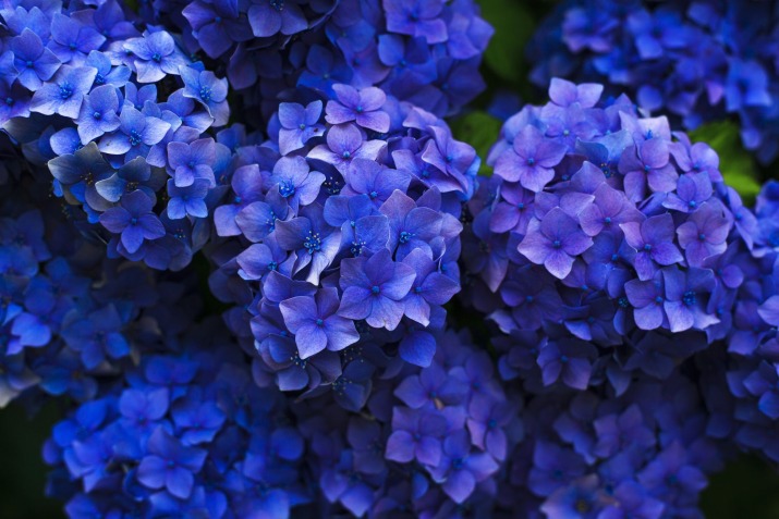 Hydrangea flowers
