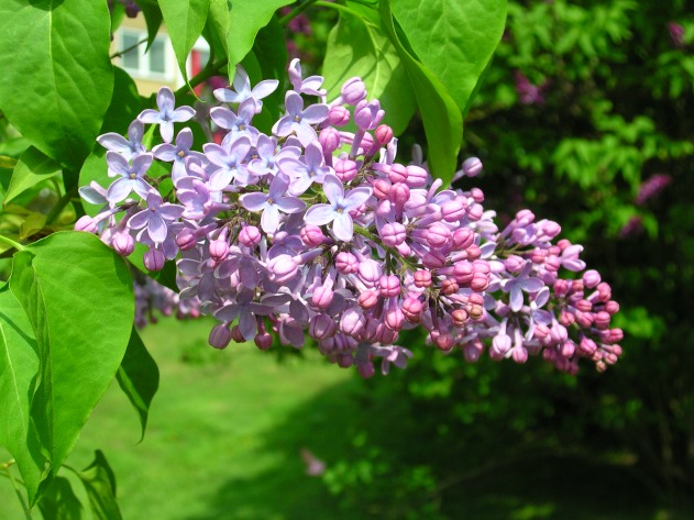 Lilac blossoms