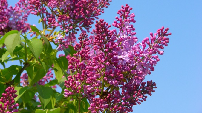 Lilac blossoms