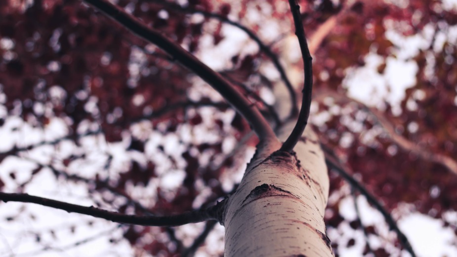 Looking up at tree branches