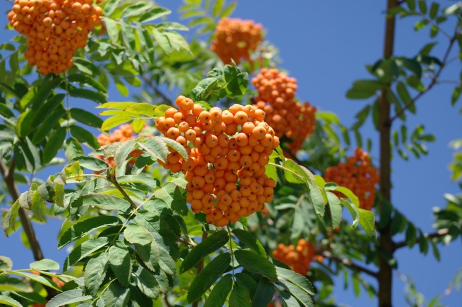 Mountain ash tree
