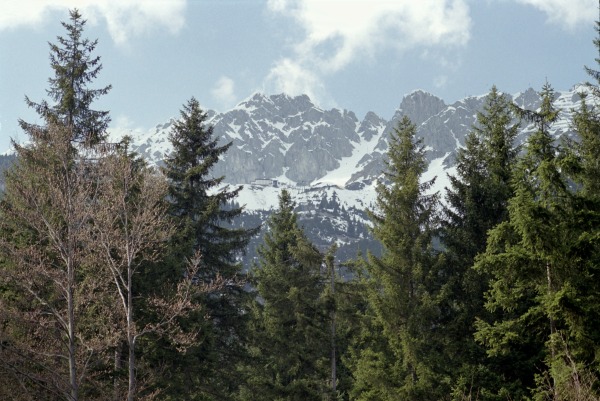 Pine trees in the mountains