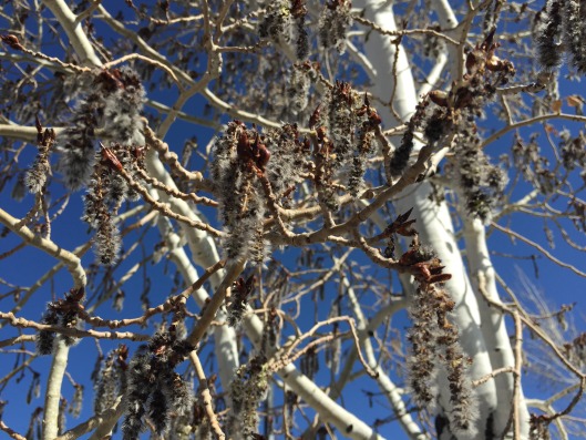 Quaking aspen catkins
