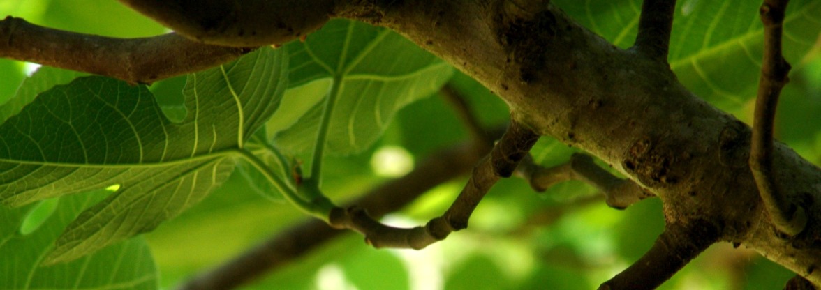 “Kevin has been very willing to instruct us in our own tree care. He gave me a tutorial on tree pruning and recently assisted us via email.”   — Matthew